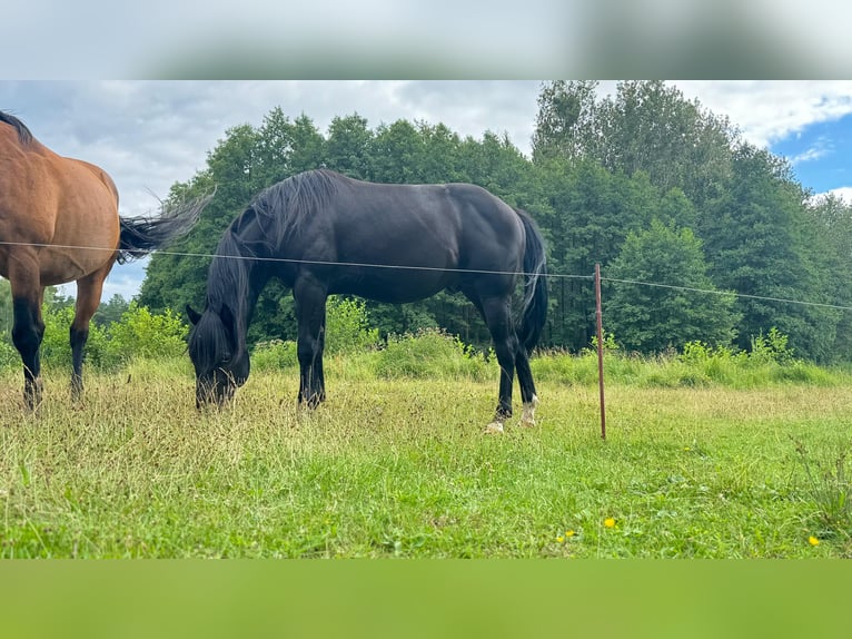 American Quarter Horse Hengst 2 Jaar 151 cm Zwart in Bredereiche