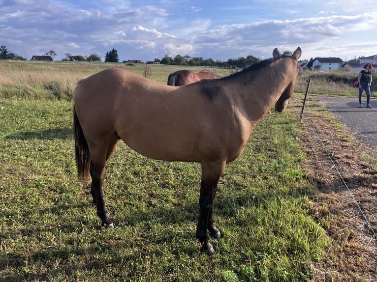 American Quarter Horse Hengst 2 Jaar 152 cm Brown Falb schimmel in Petit-Réderching