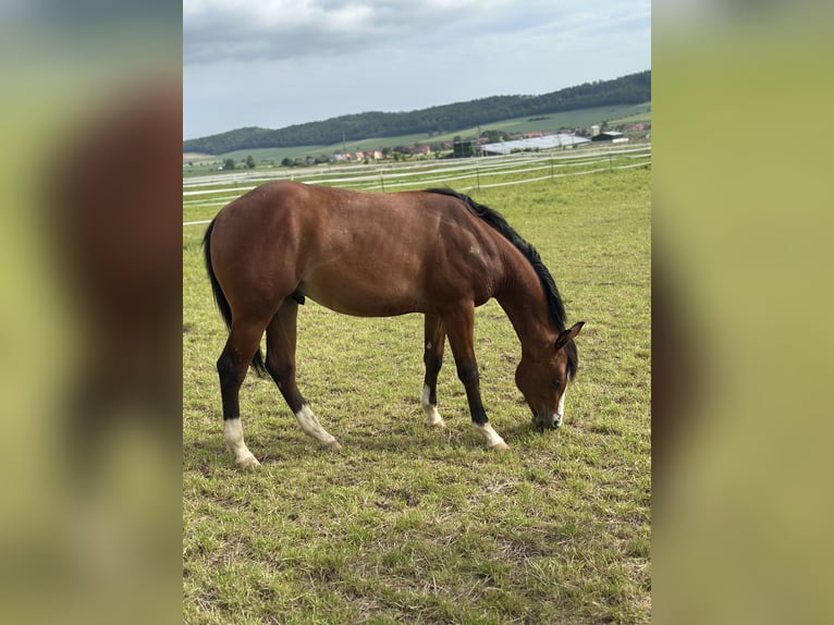 American Quarter Horse Hengst 2 Jaar 152 cm Bruin in Duingen