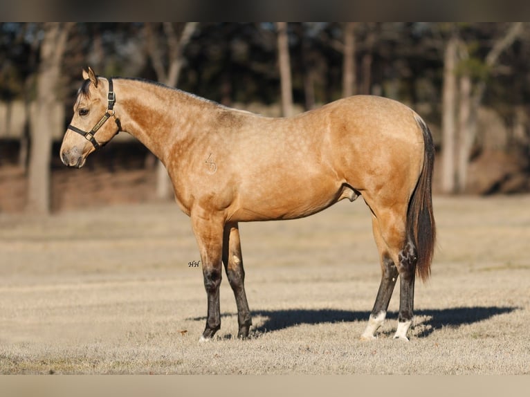 American Quarter Horse Hengst 2 Jaar 152 cm Buckskin in Whitesboro