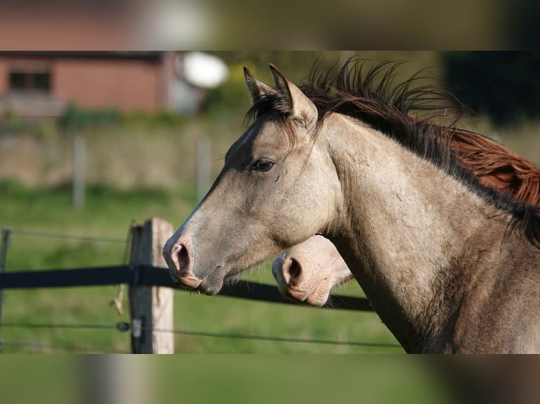 American Quarter Horse Hengst 2 Jaar 152 cm Falbe in Erkelenz