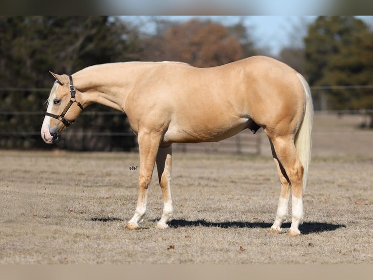 American Quarter Horse Hengst 2 Jaar 152 cm Palomino in Whitesboro