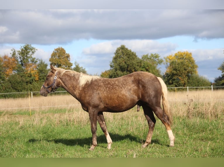 American Quarter Horse Hengst 2 Jaar 152 cm Palomino in Haren