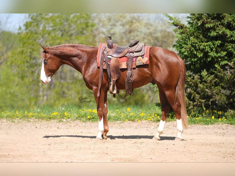 American Quarter Horse Hengst 2 Jaar 152 cm Roodvos in Bellevue