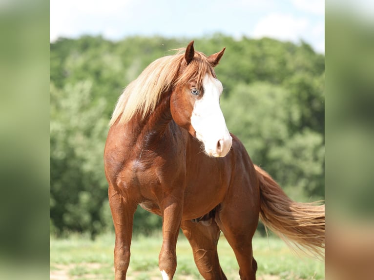 American Quarter Horse Hengst 2 Jaar 152 cm Roodvos in Bellevue