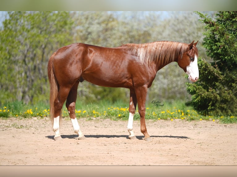 American Quarter Horse Hengst 2 Jaar 152 cm Roodvos in Bellevue