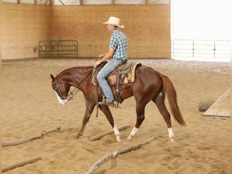 American Quarter Horse Hengst 2 Jaar 152 cm Roodvos in Bellevue