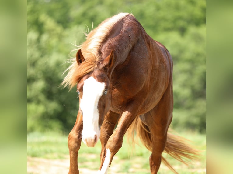 American Quarter Horse Hengst 2 Jaar 152 cm Roodvos in Bellevue