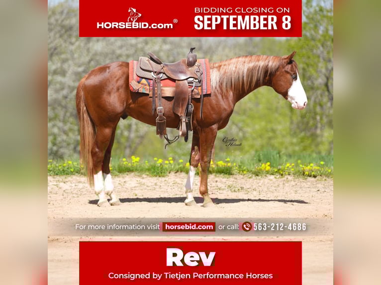 American Quarter Horse Hengst 2 Jaar 152 cm Roodvos in Bellevue