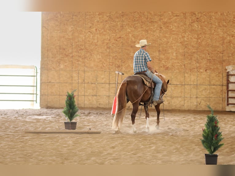 American Quarter Horse Hengst 2 Jaar 152 cm Roodvos in Bellevue