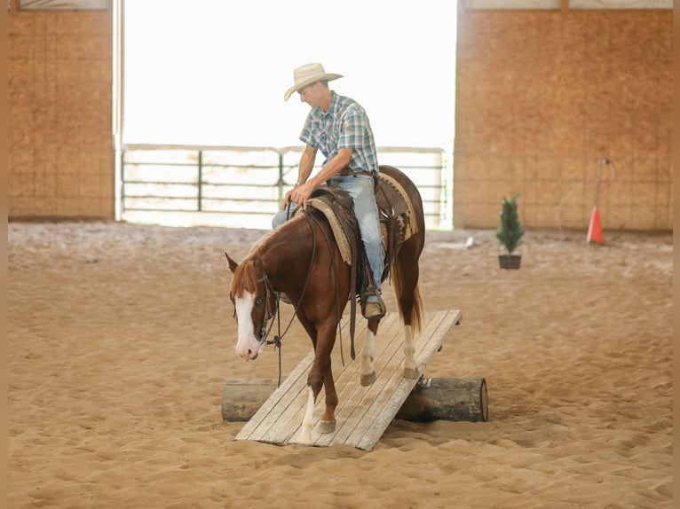 American Quarter Horse Hengst 2 Jaar 152 cm Roodvos in Bellevue