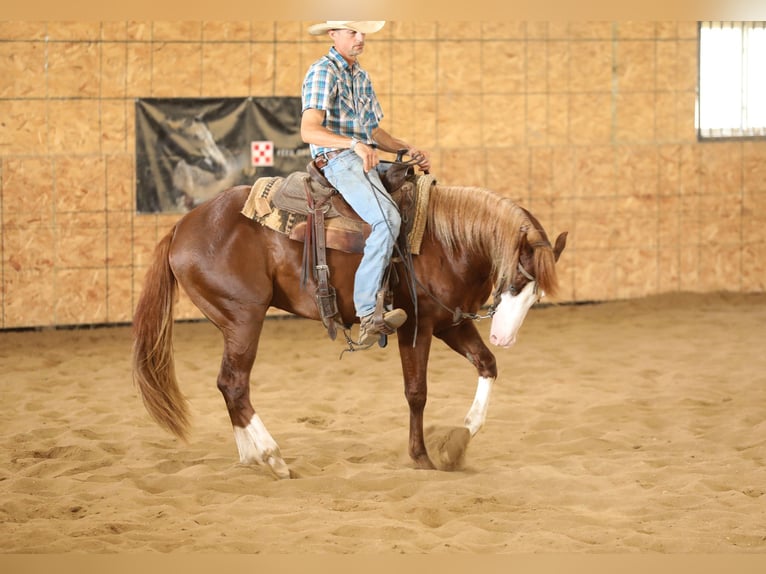 American Quarter Horse Hengst 2 Jaar 152 cm Roodvos in Bellevue