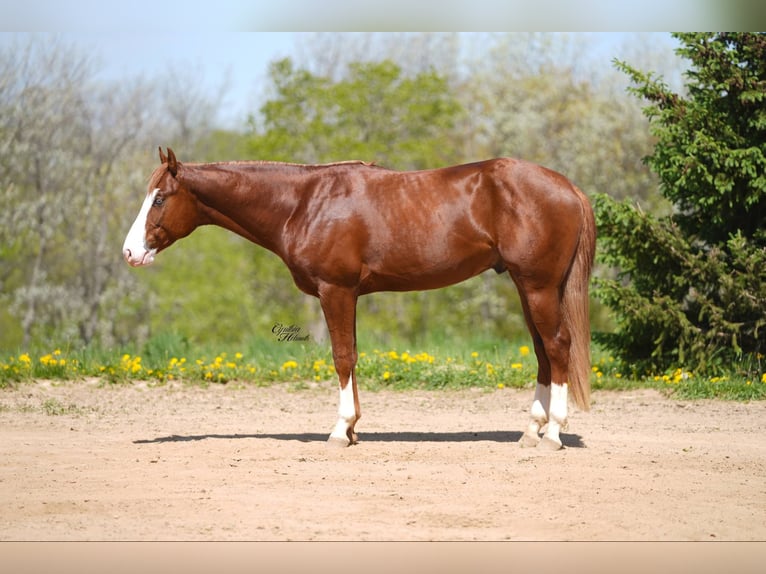 American Quarter Horse Hengst 2 Jaar 152 cm Roodvos in Bellevue
