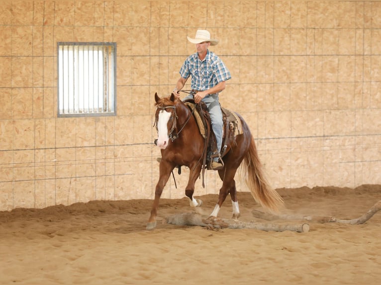 American Quarter Horse Hengst 2 Jaar 152 cm Roodvos in Bellevue