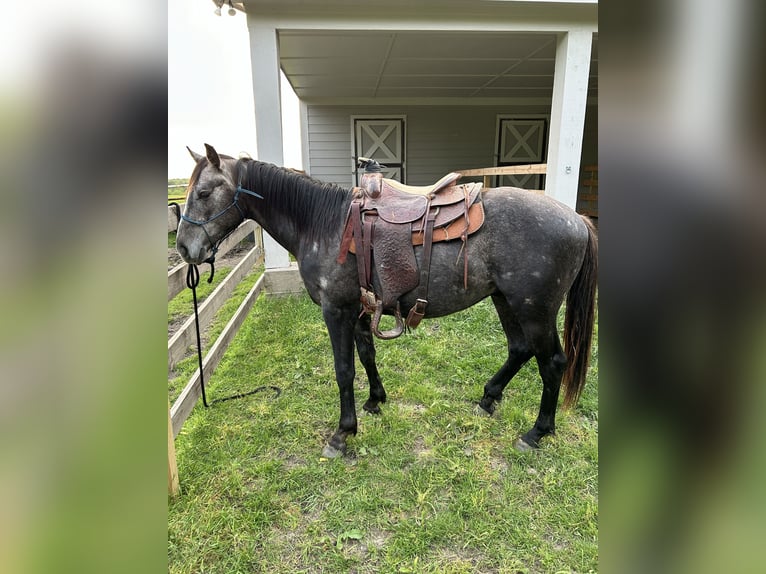 American Quarter Horse Hengst 2 Jaar 152 cm Schimmel in Celina, TX