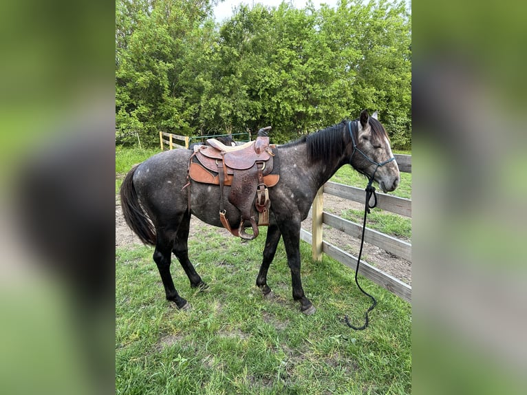 American Quarter Horse Hengst 2 Jaar 152 cm Schimmel in Celina, TX