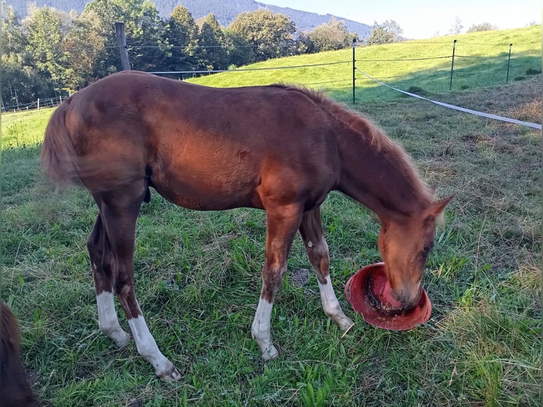 American Quarter Horse Hengst 2 Jaar 152 cm Vos in Bad Kohlgrub