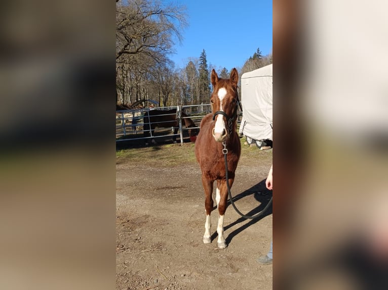 American Quarter Horse Hengst 2 Jaar 152 cm Vos in Bad Kohlgrub