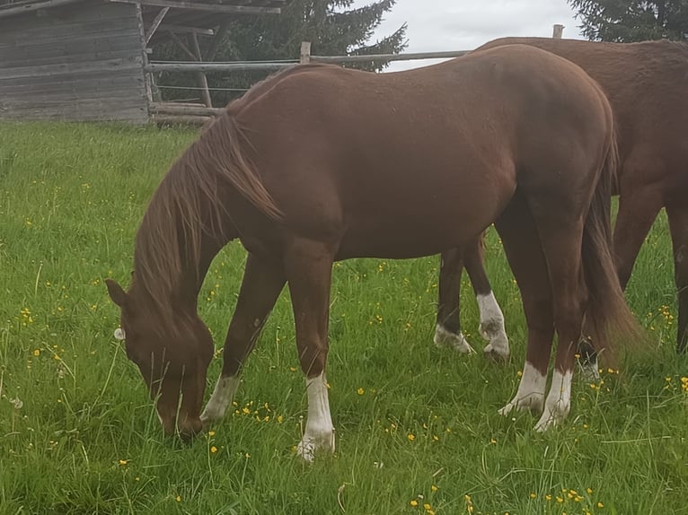 American Quarter Horse Hengst 2 Jaar 152 cm Vos in Bad Kohlgrub