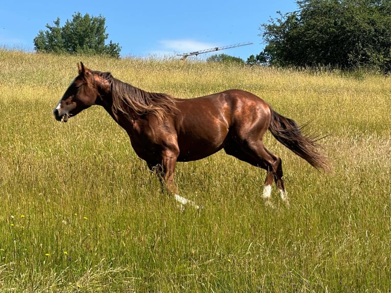 American Quarter Horse Hengst 2 Jaar 152 cm Vos in Bad Kohlgrub
