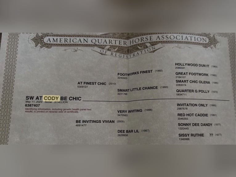 American Quarter Horse Hengst 2 Jaar 152 cm Vos in Straubenhardt