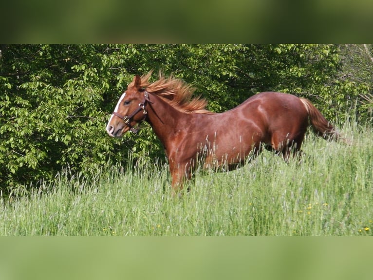 American Quarter Horse Hengst 2 Jaar 152 cm Vos in Langenbach