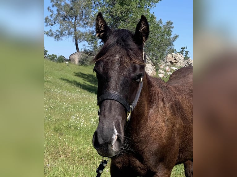 American Quarter Horse Hengst 2 Jaar 152 cm Zwart in Raymond CA