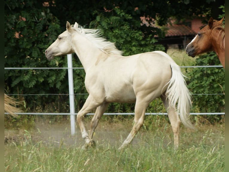 American Quarter Horse Hengst 2 Jaar 153 cm Palomino in Linsburg
