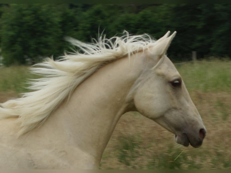 American Quarter Horse Hengst 2 Jaar 153 cm Palomino in Linsburg