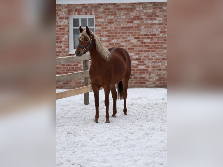 American Quarter Horse Hengst 2 Jaar 153 cm Vos in Alfeld (Leine)