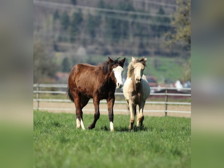 American Quarter Horse Hengst 2 Jaar 154 cm Bruin in Waldshut-Tiengen