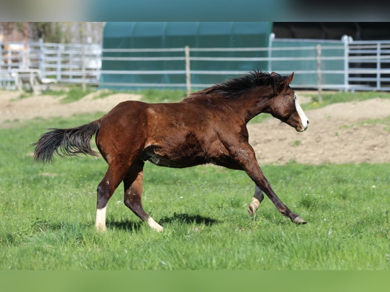 American Quarter Horse Hengst 2 Jaar 154 cm Bruin in Waldshut-Tiengen