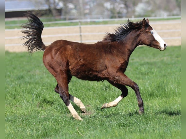 American Quarter Horse Hengst 2 Jaar 154 cm Bruin in Waldshut-Tiengen