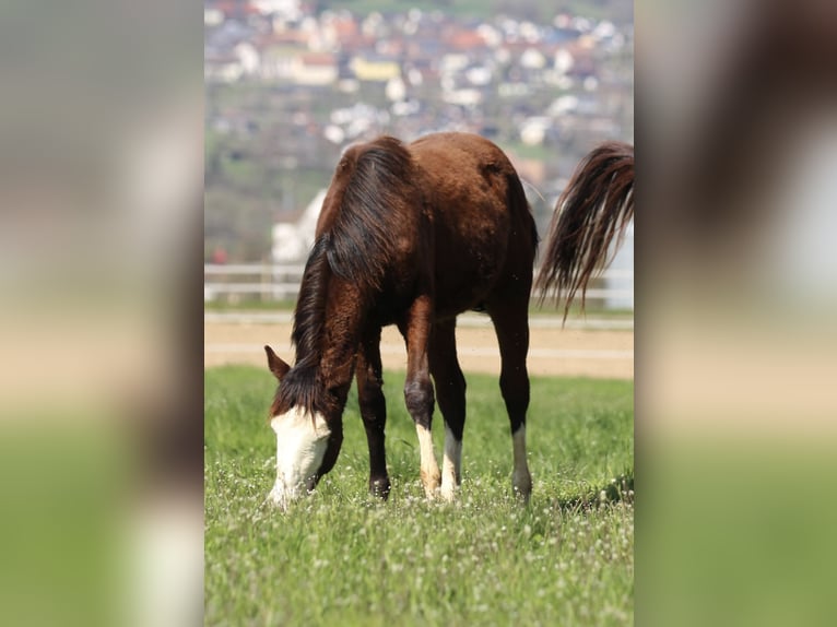 American Quarter Horse Hengst 2 Jaar 154 cm Bruin in Waldshut-Tiengen