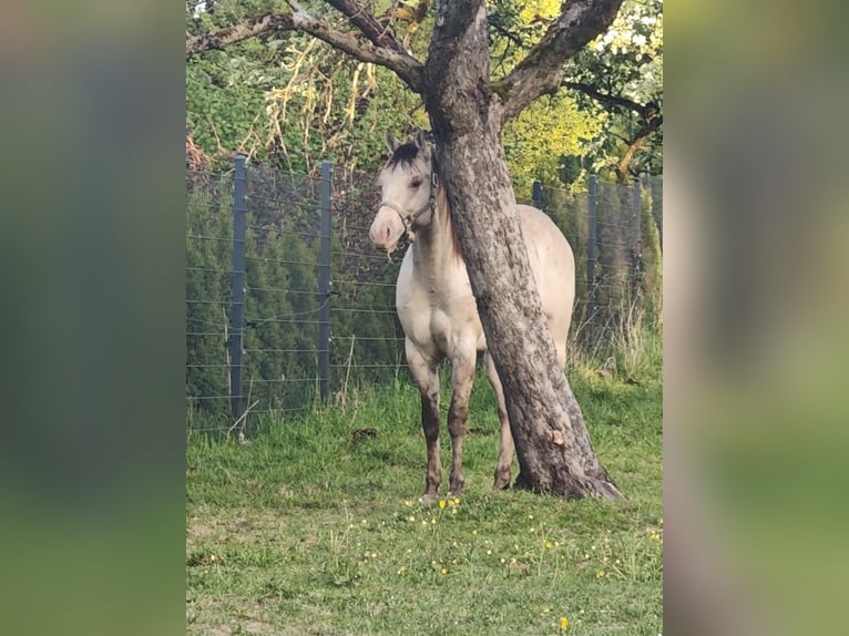 American Quarter Horse Hengst 2 Jaar 154 cm Champagne in Fichtenau