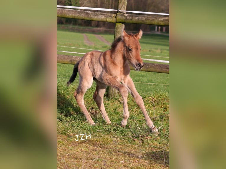 American Quarter Horse Hengst 2 Jaar 154 cm Falbe in Düsseldorf