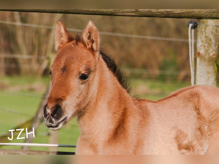 American Quarter Horse Hengst 2 Jaar 154 cm Falbe in Düsseldorf