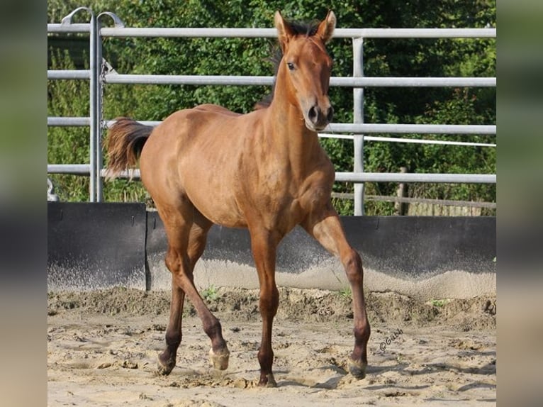 American Quarter Horse Hengst 2 Jaar 154 cm Falbe in Düsseldorf