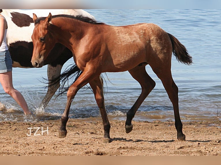 American Quarter Horse Hengst 2 Jaar 154 cm Falbe in Düsseldorf