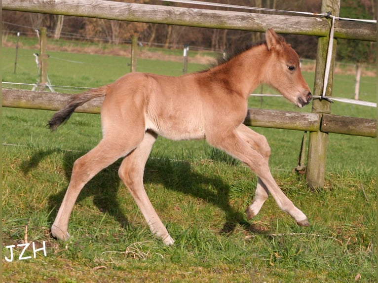 American Quarter Horse Hengst 2 Jaar 154 cm Falbe in Düsseldorf