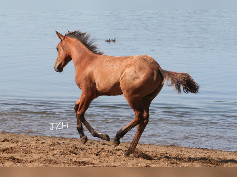 American Quarter Horse Hengst 2 Jaar 154 cm Falbe in Düsseldorf