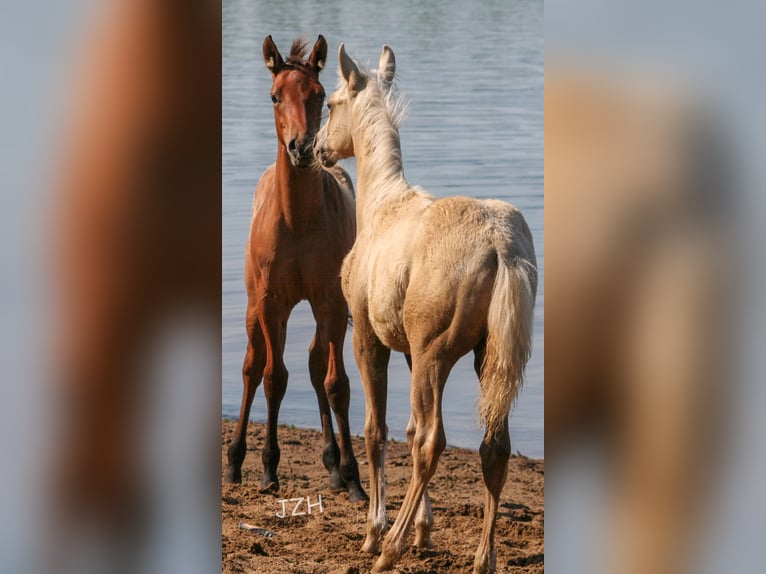 American Quarter Horse Hengst 2 Jaar 154 cm Falbe in Düsseldorf