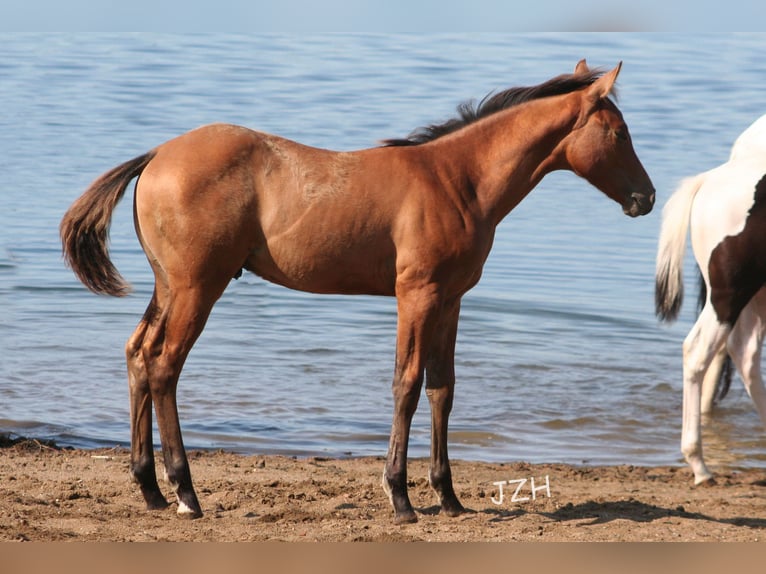 American Quarter Horse Hengst 2 Jaar 154 cm Falbe in Düsseldorf