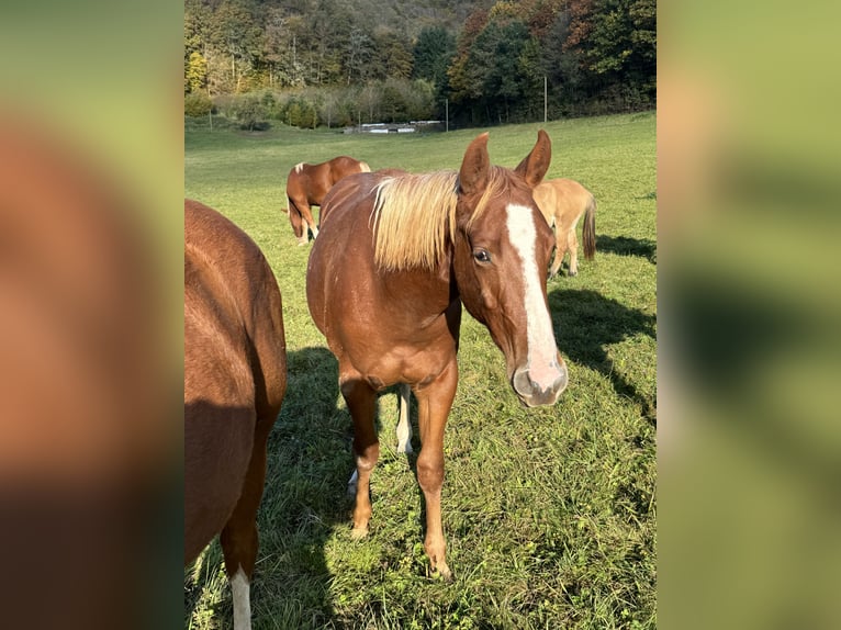 American Quarter Horse Hengst 2 Jaar 154 cm Vos in Daleiden