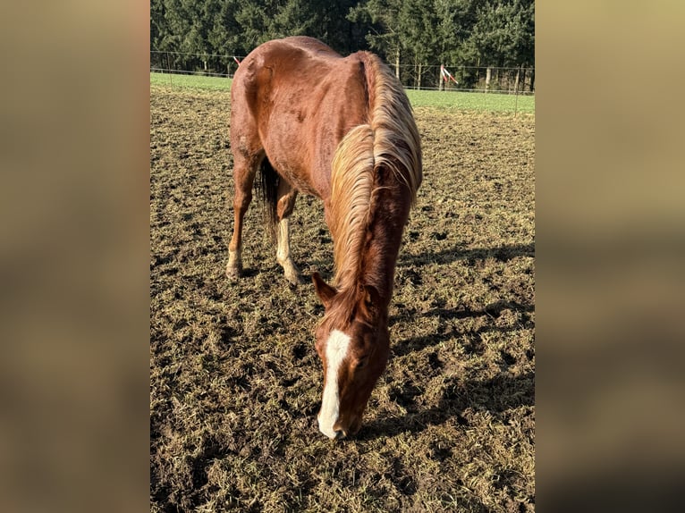 American Quarter Horse Hengst 2 Jaar 154 cm Vos in Daleiden