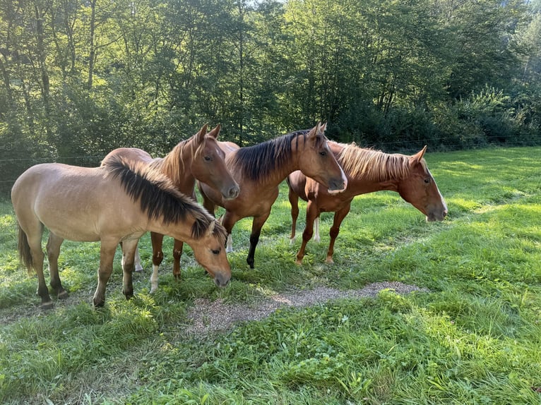 American Quarter Horse Hengst 2 Jaar 154 cm Vos in Daleiden