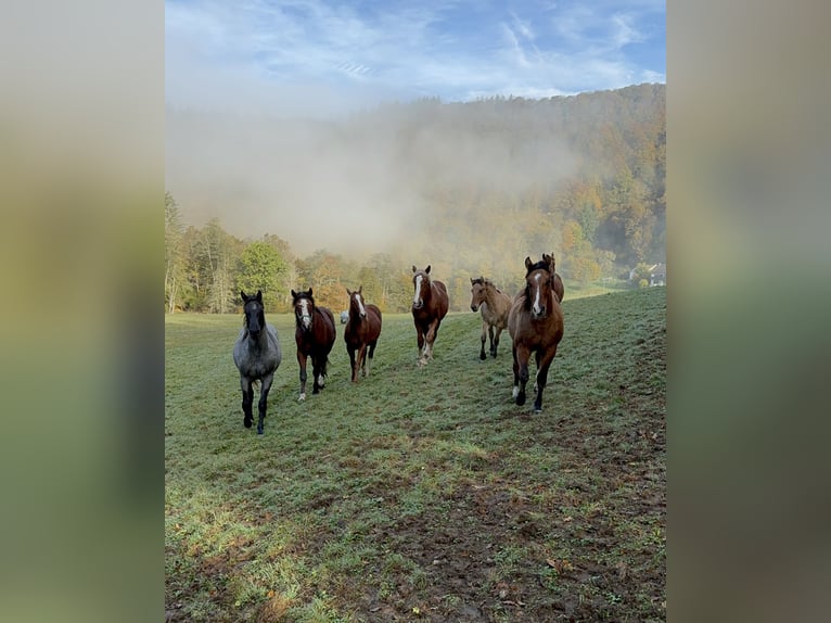 American Quarter Horse Hengst 2 Jaar 154 cm Vos in Daleiden