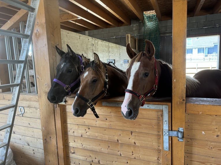 American Quarter Horse Hengst 2 Jaar 154 cm Vos in Daleiden