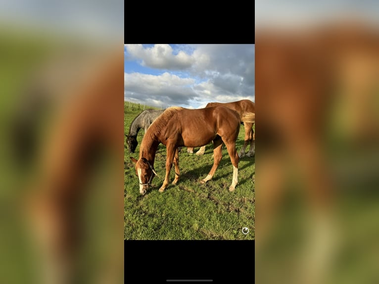 American Quarter Horse Hengst 2 Jaar 154 cm Vos in Daleiden