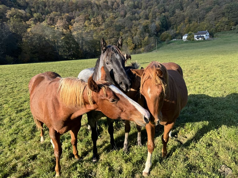 American Quarter Horse Hengst 2 Jaar 154 cm Vos in Daleiden